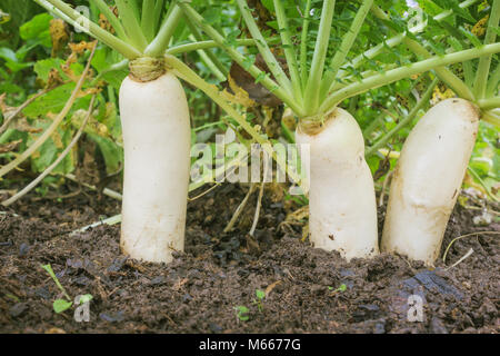 Japanische Rettiche, daikon, wachsen in einem Bauernhof im Oktober Stockfoto