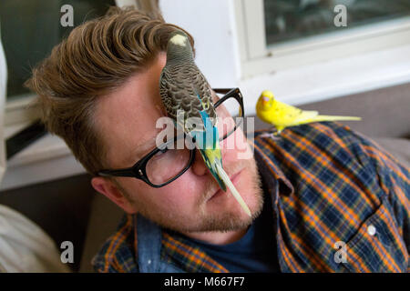 Kaukasische im mittleren Alter Mann sitzt in seinem Wohnzimmer als Zwei bunte Sittiche Zander auf seine Lesebrille bei Nacht Stockfoto