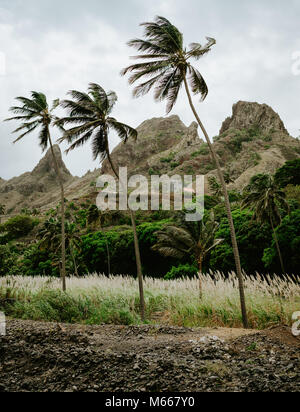 Palmen in der Nähe des ausgetrockneten Bach von den fruchtbaren grünen Tal und schroffen Felsen im Hintergrund, umgeben. Santo Antao, Cabe Verde. Stockfoto