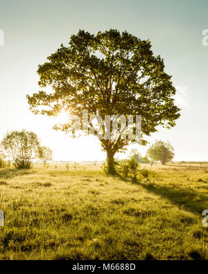 Einsamer Baum auf grünem Feld Stockfoto