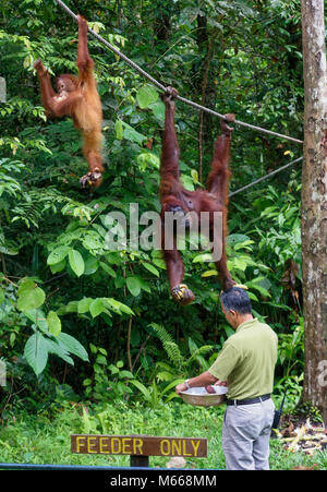 Warden Fütterung zwei Orang-utans, Mutter und Kind Stockfoto