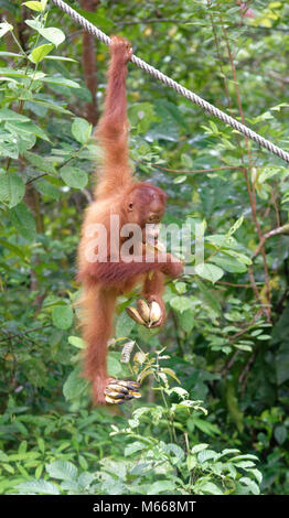 Juvenile bornesischen Orang-utan namens Jubiläum essen während Klettern, Semenggoh Rehabilitationszentrum, Kuching, Sarawak, Malaysia, Insel Borneo Stockfoto