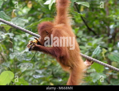 Juvenile bornesischen Orang-utan namens Jubiläum essen während Klettern, Semenggoh Rehabilitationszentrum, Kuching, Sarawak, Malaysia, Insel Borneo Stockfoto