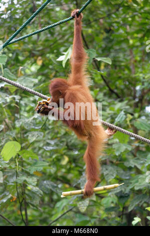 Juvenile bornesischen Orang-utan namens Jubiläum essen während Klettern, Semenggoh Rehabilitationszentrum, Kuching, Sarawak, Malaysia, Insel Borneo Stockfoto