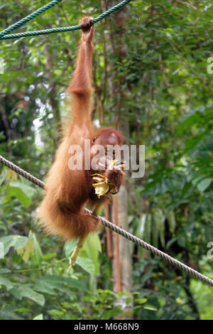 Juvenile bornesischen Orang-utan namens Jubiläum essen während Klettern, Semenggoh Rehabilitationszentrum, Kuching, Sarawak, Malaysia, Insel Borneo Stockfoto