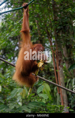 Juvenile bornesischen Orang-utan namens Jubiläum essen während Klettern, Semenggoh Rehabilitationszentrum, Kuching, Sarawak, Malaysia, Insel Borneo Stockfoto