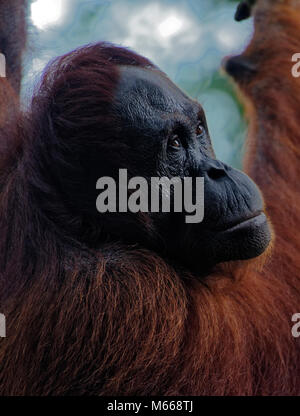 Bornesischen Orang-Utan portrait Übersicht Intelligenz im Gesicht, Semenggoh Wildlife Center, Kuching, Sarawak, Malaysia, Insel Borneo Stockfoto