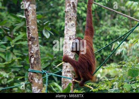 Bornesischen Orang-utan im Semenggoh Wildlife Rehabilitation Centre, Kuching, Sarawak, Malaysia, Borneo Stockfoto