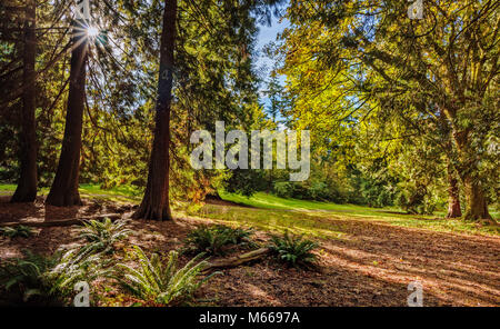 Sonne Strahlen der hellen Sonne zwischen den Bäumen des grünen Wald scheint mit den Farn Sträuchern grüne Gras und die roten Blätter auf dem Boden Stockfoto