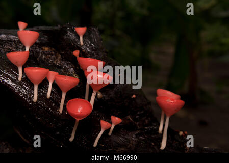 Nahaufnahme oder Makro Pilz Pilze Cup im Wald mit Wassertropfen und regnet, schwarzer Hintergrund Stockfoto