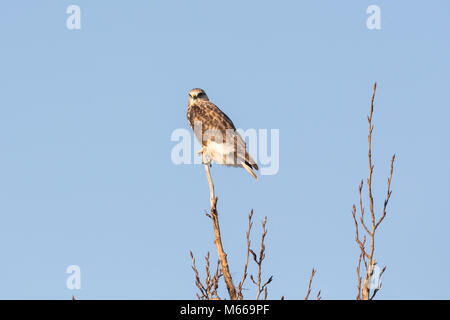 Eine grobe legged Hawk an BC Kanada Stockfoto