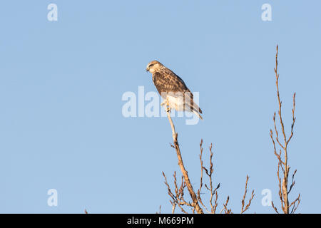 Eine grobe legged Hawk an BC Kanada Stockfoto