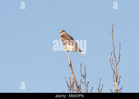 Eine grobe legged Hawk an BC Kanada Stockfoto