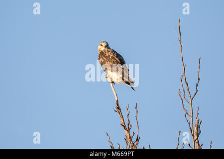 Eine grobe legged Hawk an BC Kanada Stockfoto