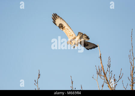 Eine grobe legged Hawk an BC Kanada Stockfoto