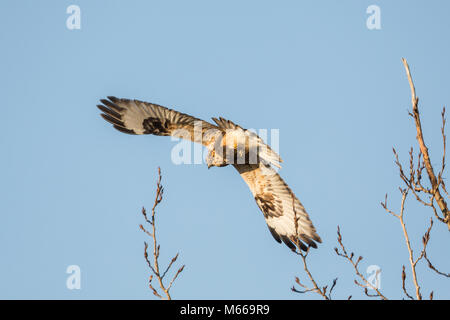 Eine grobe legged Hawk an BC Kanada Stockfoto