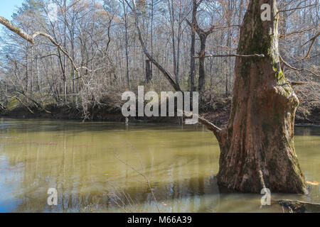 Ein Appalachian mountain river schlängelt sich durch den Wald. Stockfoto