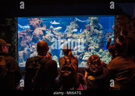 Malta National Aquarium, Malta, Europa. Stockfoto