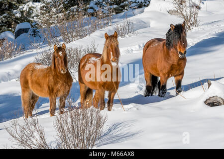 Wild wilde Pferde grasen im Schnee im Winter entlang der Forstwirtschaft Trunk Road Alberta Stockfoto