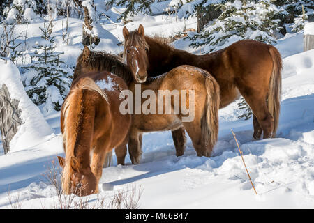 Wild wilde Pferde grasen im Schnee im Winter entlang der Forstwirtschaft Trunk Road Alberta Stockfoto