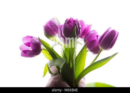 Blumenstrauß aus lila Tulpe Blumen im Menschen Hand isoliert, kopieren. Mann hält Bündel Tulpen. Kopieren Sie Platz für Ihren Text. Stockfoto