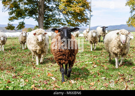 West Virginia Greenbrier County, Lewisburg, Schafe, Herde, Wolle, Landwirtschaft, Landwirtschaft, Viehzucht, WV0410110043 Stockfoto