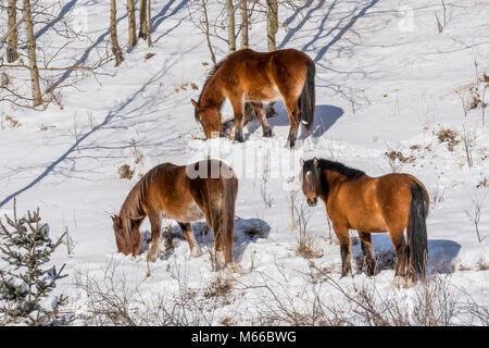 Wild wilde Pferde grasen im Schnee im Winter entlang der Forstwirtschaft Trunk Road Alberta Stockfoto
