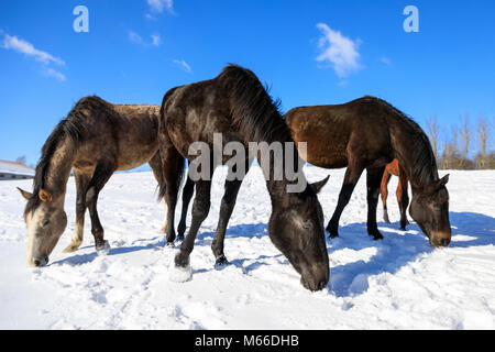 Drei Pferde auf der verschneiten Wiese im Winter Stockfoto