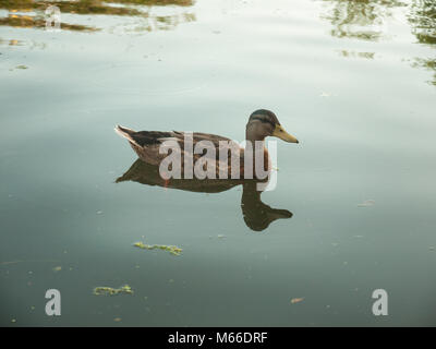 Schöne Portrait von weibliche Stockente auf Wasser Oberfläche außen, Essex, England, Großbritannien Stockfoto