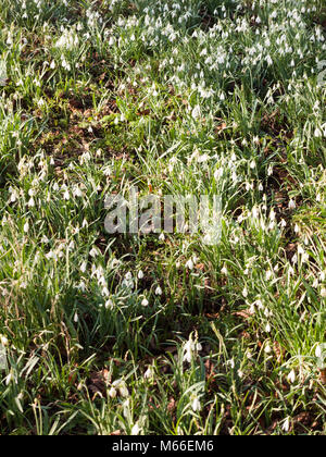 Hintergrund voller weißer Schnee fällt auf Gras von Park, Essex, England, Großbritannien Stockfoto