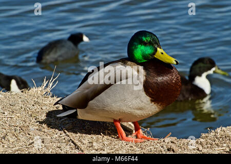 Erwachsene männliche Stockente in voll zur Zucht Farben Stockfoto