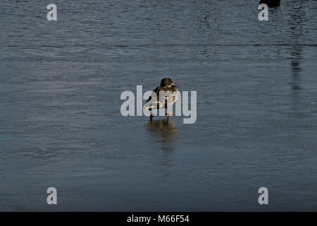 Weibliche Stockente, die alleine stehen auf dem Eis Stockfoto