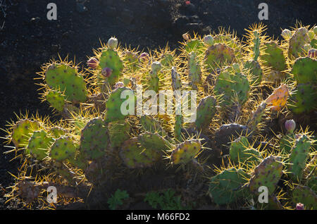 Cactus Büsche in Teneriffa auf Vulkangestein Feld Stockfoto