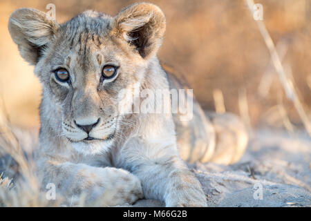 Porträt eines Löwenjungen, Kgalagadi Transfrontier Park, Südafrika Stockfoto