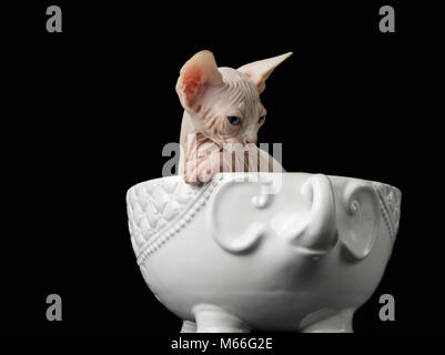 Sphynx Kätzchen in eine Schüssel geben. Stockfoto