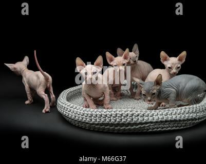 Sechs sphynx Kätzchen in eine Katze Bett Stockfoto