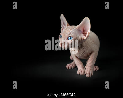 Porträt einer Sphynx cat Stockfoto