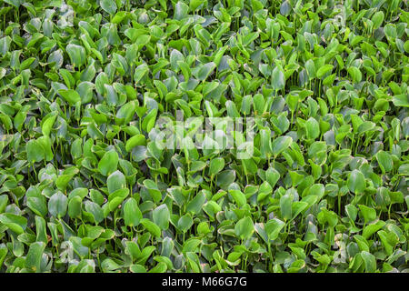 Close-up Wasser-hyazinthe Pflanzen Stockfoto