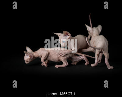 Drei sphynx Kätzchen spielen Stockfoto
