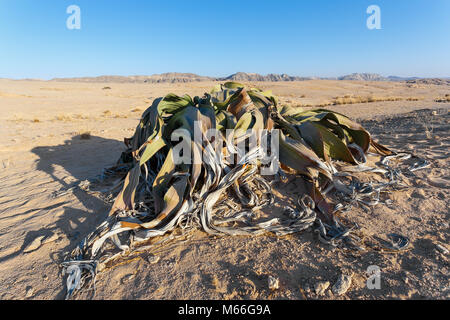 Welwitschia mirabilis, seltsamen alten prähistorischen Wüste, Namibia Stockfoto