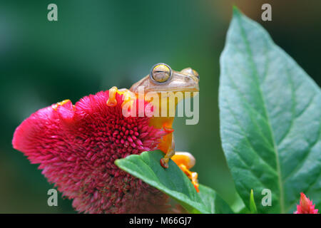 Harlekin-Laubfrosch auf einer Blume, Indonesien Stockfoto