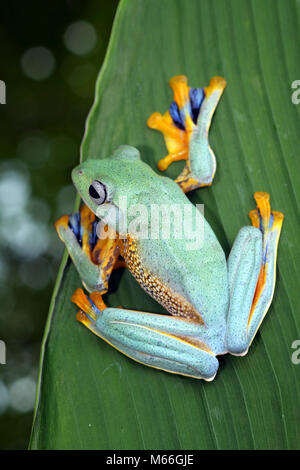 Javan Baum Frosch auf einem Blatt, Indonesien Stockfoto