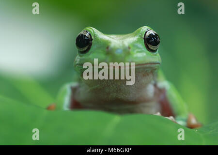 Porträt eines dumpfigen Baumfrosches, Indonesien Stockfoto