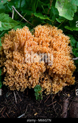 In der Nähe von Golden Coral Pilz Stockfoto