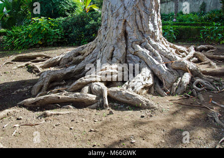 Alte Drachenbaum Wurzeln und Stamm Fragment in Teneriffa, Spanien Stockfoto