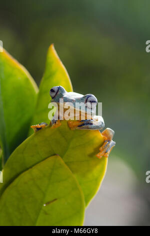 Grüner Baumfrosch auf einem Blatt, West Java, Indonesien Stockfoto