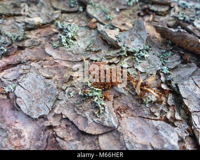 Rinde mit Mahlzeit aus einem borkenkäfer Fichten Stockfoto