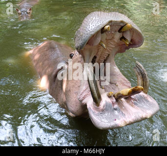 Big Hippo mit weit geöffneten Mund Stockfoto