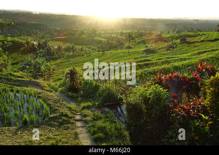 Schönen Sonnenaufgang über die Jatiluwih Reis-Terrassen in Bali, Indonesien Stockfoto