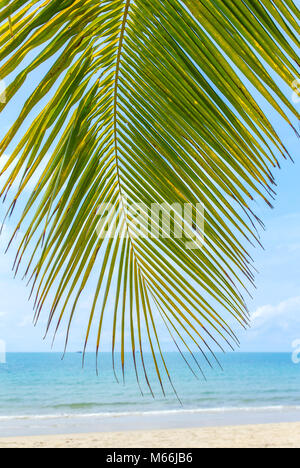 Palm Tree leaf Close-up Hintergrund Stockfoto